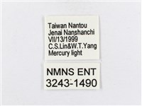 蓬萊茶斑蛾藏品圖，第3張