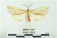 赭新污燈蛾藏品圖，第1張