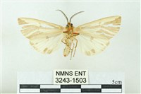 赭新污燈蛾藏品圖，第2張