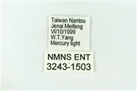 赭新污燈蛾藏品圖，第3張