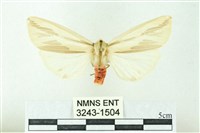 赭新污燈蛾藏品圖，第1張