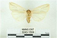 赭新污燈蛾藏品圖，第2張