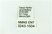 赭新污燈蛾藏品圖，第3張