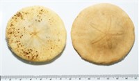 雷氏餅海膽藏品圖，第3張