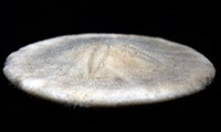 雷氏餅海膽藏品圖，第8張