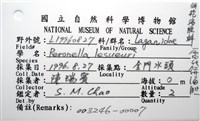 雷氏餅海膽藏品圖，第12張