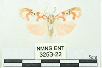 臺雪苔蛾藏品圖，第1張