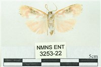 臺雪苔蛾藏品圖，第2張