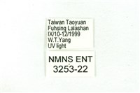 臺雪苔蛾藏品圖，第3張