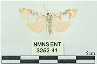 臺雪苔蛾藏品圖，第1張