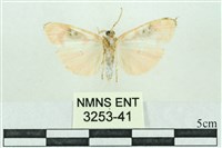 臺雪苔蛾藏品圖，第2張