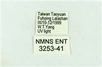 臺雪苔蛾藏品圖，第3張