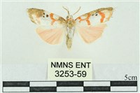 臺雪苔蛾藏品圖，第1張