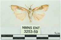 臺雪苔蛾藏品圖，第2張