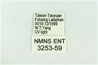 臺雪苔蛾藏品圖，第3張