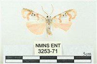 臺雪苔蛾藏品圖，第1張