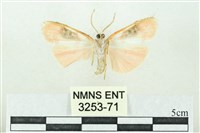 臺雪苔蛾藏品圖，第2張