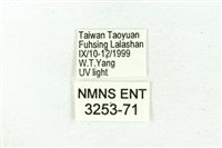 臺雪苔蛾藏品圖，第3張