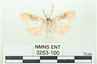 臺雪苔蛾藏品圖，第2張