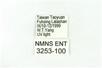 臺雪苔蛾藏品圖，第3張