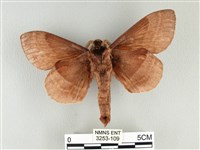 松大毛蟲藏品圖，第2張