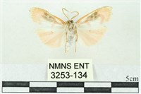 臺雪苔蛾藏品圖，第2張