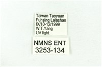 臺雪苔蛾藏品圖，第3張