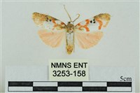 臺雪苔蛾藏品圖，第1張