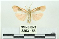 臺雪苔蛾藏品圖，第2張