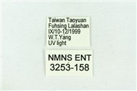 臺雪苔蛾藏品圖，第3張