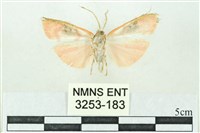 臺雪苔蛾藏品圖，第2張