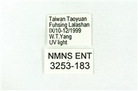 臺雪苔蛾藏品圖，第3張