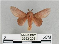 臺灣枯葉蛾藏品圖，第1張