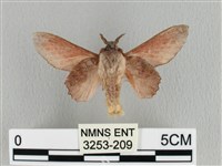 臺灣枯葉蛾藏品圖，第2張