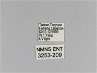 臺灣枯葉蛾藏品圖，第3張