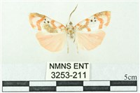 臺雪苔蛾藏品圖，第1張