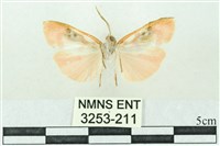 臺雪苔蛾藏品圖，第2張