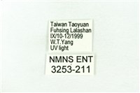 臺雪苔蛾藏品圖，第3張