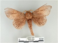 松大毛蟲藏品圖，第1張