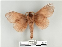 松大毛蟲藏品圖，第2張