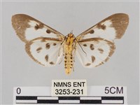 長斑擬燈蛾藏品圖，第2張