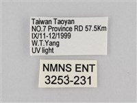 長斑擬燈蛾藏品圖，第3張