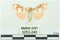 臺雪苔蛾藏品圖，第1張