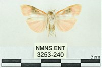 臺雪苔蛾藏品圖，第2張