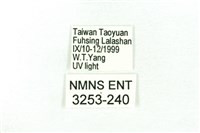 臺雪苔蛾藏品圖，第3張