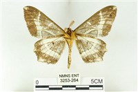 樹形尺蛾藏品圖，第2張