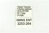 樹形尺蛾藏品圖，第3張