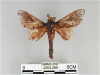 大褐斑枯葉蛾藏品圖，第1張