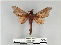 大褐斑枯葉蛾藏品圖，第2張