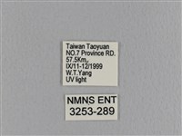 大褐斑枯葉蛾藏品圖，第3張